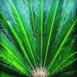 Close-up of fresh green leaf