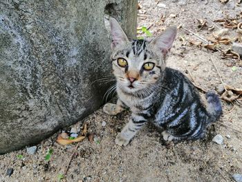 Portrait of cat sitting outdoors