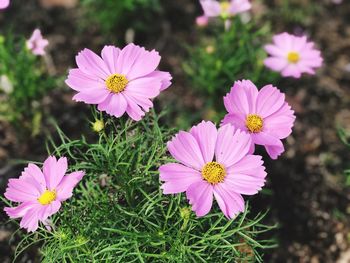 Close-up of pink cosmos flowers blooming outdoors