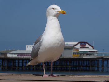 Portrait of a seagull