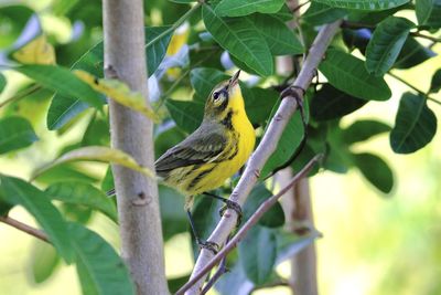 Close-up of bird perching on plant