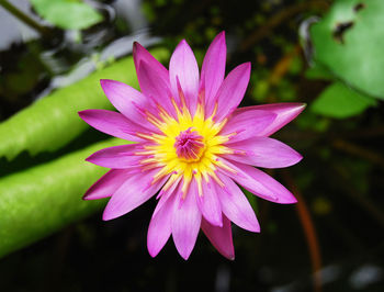 Close-up of flower blooming outdoors