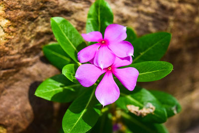 Close-up of pink flowering plant