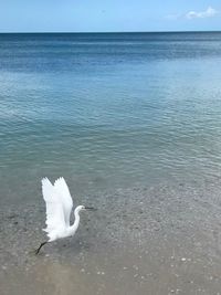 View of a bird in the sea