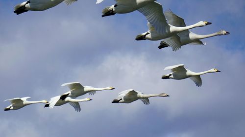 Low angle view of seagulls flying against sky