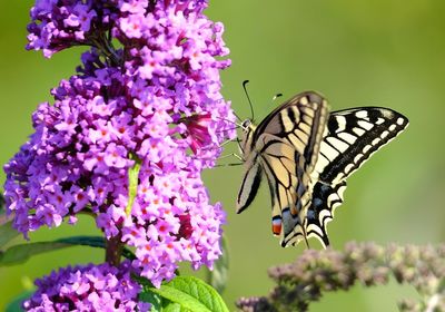 Close-up of butterfly pollinating on purple flower