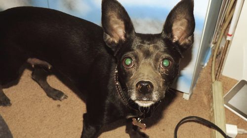 Close-up portrait of dog at home