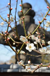 Close-up of cherry blossom on branch