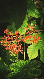 Close-up of red flowers