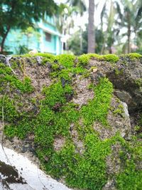 Close-up of moss growing on tree trunk