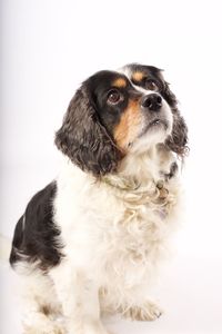 Close-up of dog sitting against white background