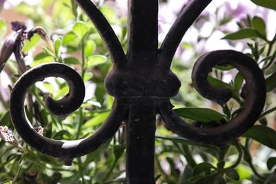 Close-up of plants against blurred background