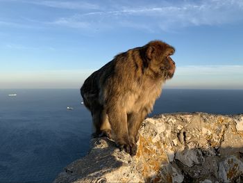 Horse standing on rock by sea against sky