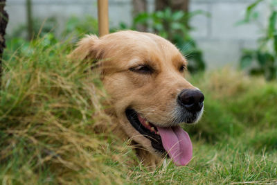 Close-up of a dog looking away