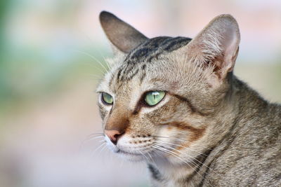 Close-up of cat