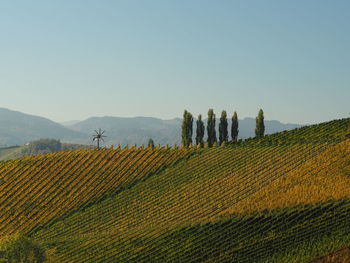 Scenic view of agricultural field against clear sky