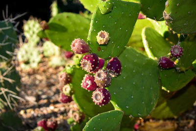 Close-up of wet succulent plant