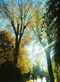 Low angle view of trees