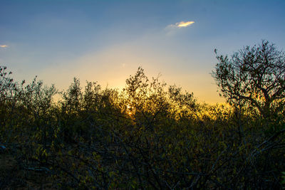 Plants growing on land against sky during sunset