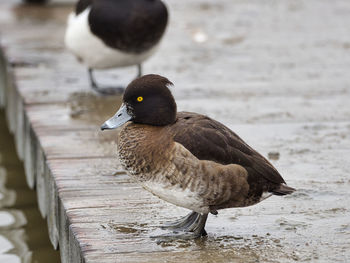 Close-up of a duck