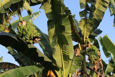 Low angle view of leaves against clear sky