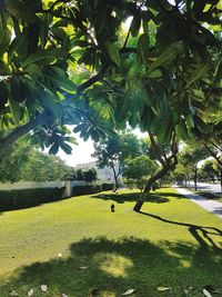 Trees on landscape