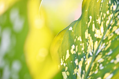 Close-up of plant against blurred background