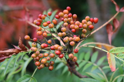 Close-up of berries growing on tree