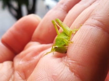 Close-up of hand holding small leaf