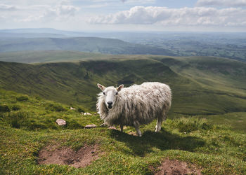 Sheep in a field in wales