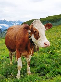 View of cow on field