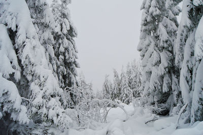 Snow covered land and trees against sky