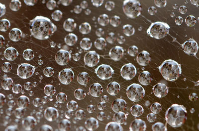 Close-up view of dew drops on spider's web