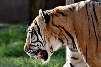 Close-up of a tiger in zoo