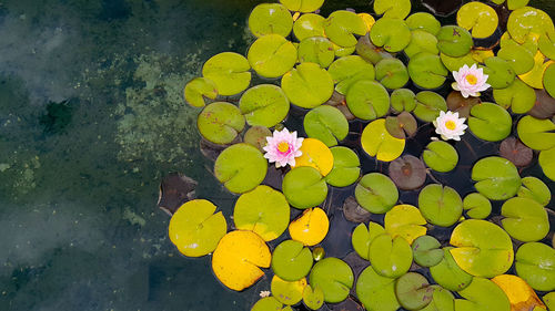 High angle view of lotus water lily in pond