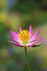 Close-up of pink cosmos flower
