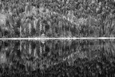 Scenic view of lake in forest