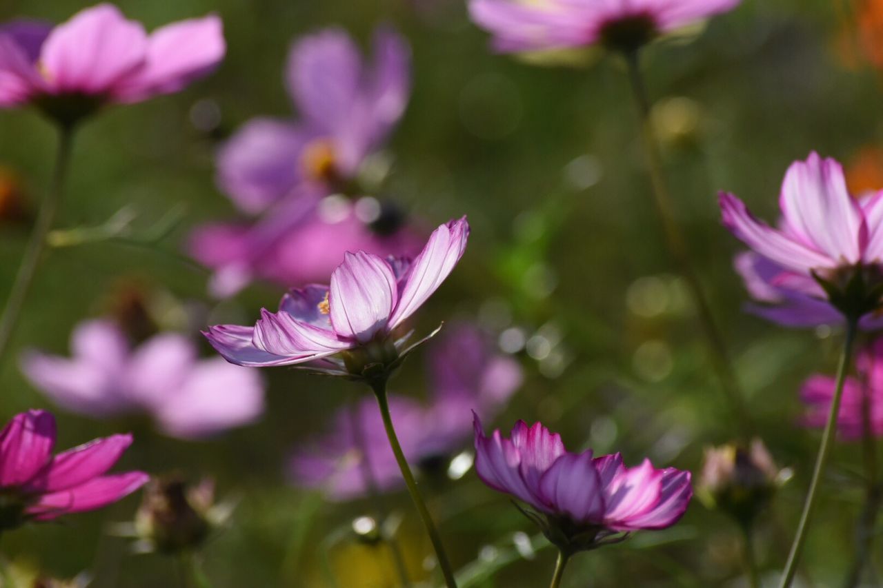 flowering plant, flower, freshness, vulnerability, petal, fragility, beauty in nature, plant, growth, close-up, flower head, inflorescence, pink color, focus on foreground, nature, purple, no people, day, outdoors, plant stem, pollen