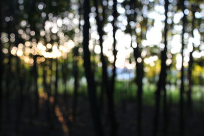 Defocused image of trees in forest