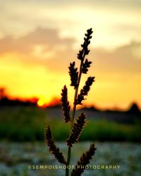 Close-up of stalks against sky during sunset