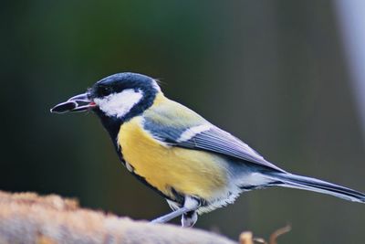 Close-up of bird perching on branch