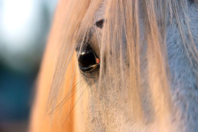 Close-up of a horse