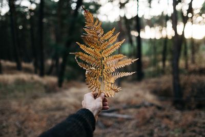 Midsection of person holding autumn leaves in forest