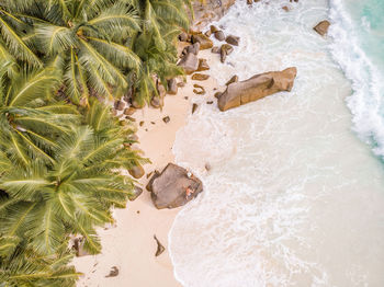 High angle view of palm trees on beach,la digue seychelles 