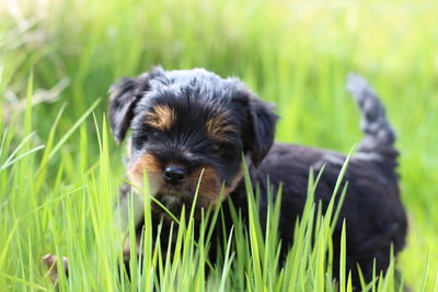 Portrait of puppy on field