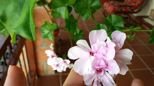 Close-up of pink flowers