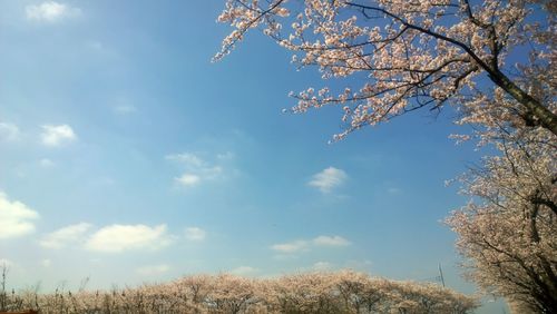 Low angle view of trees against blue sky