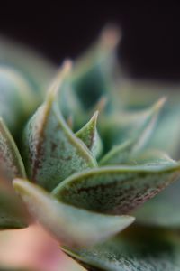 Close-up of flower plant, succulent. 