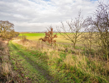 Plants growing on field against sky