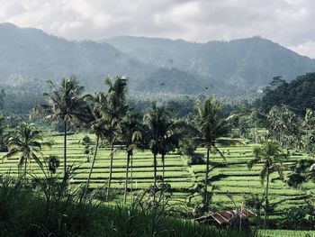 Trees on field against mountains